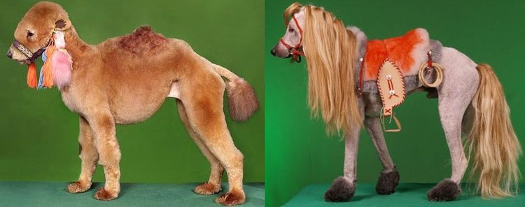 Peluquería canina