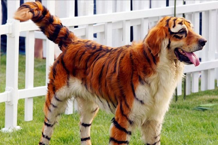 Peluquería canina con estilo de tigre