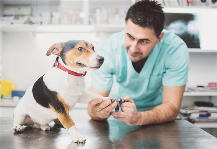 Corte de uñas al perro