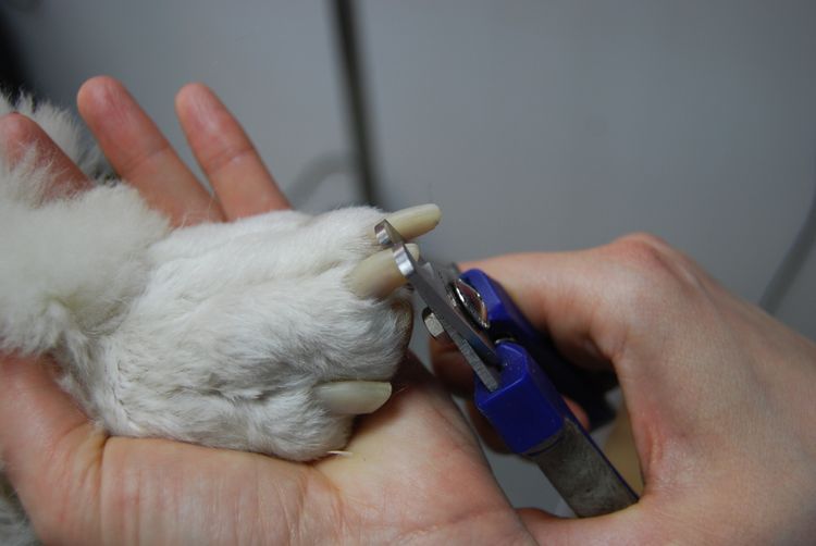 Corte de uñas al perro
