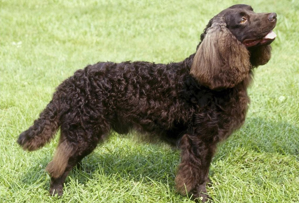 Spaniel de agua americano