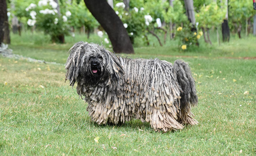 Puli - perro rizado
