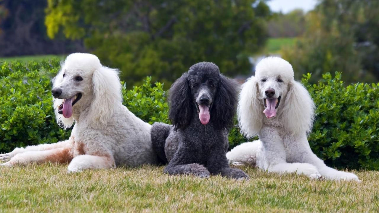 Caniche grande