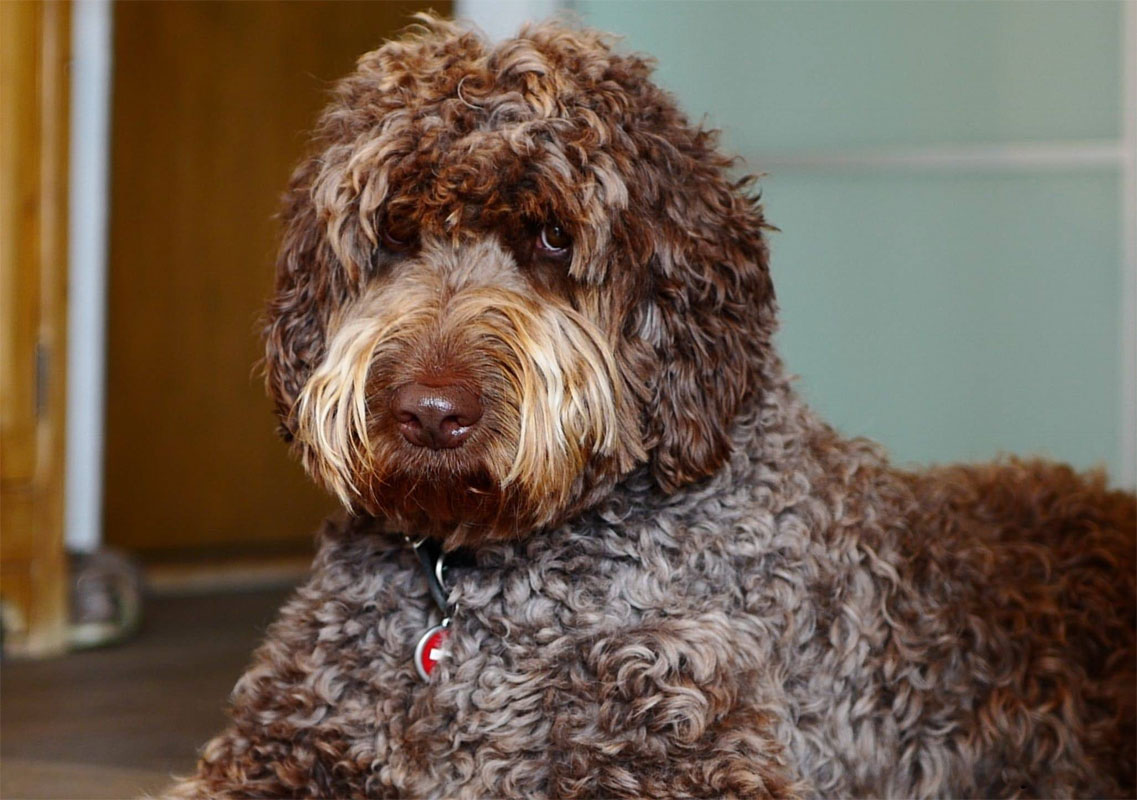 Labradoodle (Cobberdog)