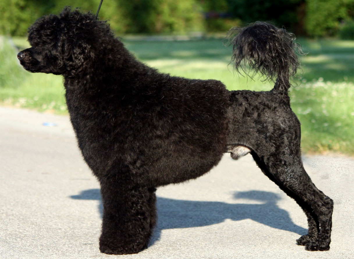 Perro de agua portugués
