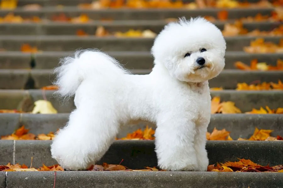 Bichón frisé