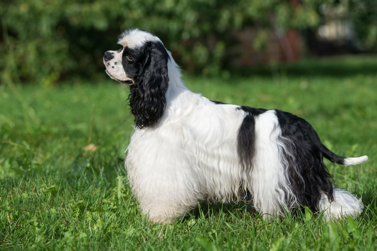 Cocker Spaniel Americano