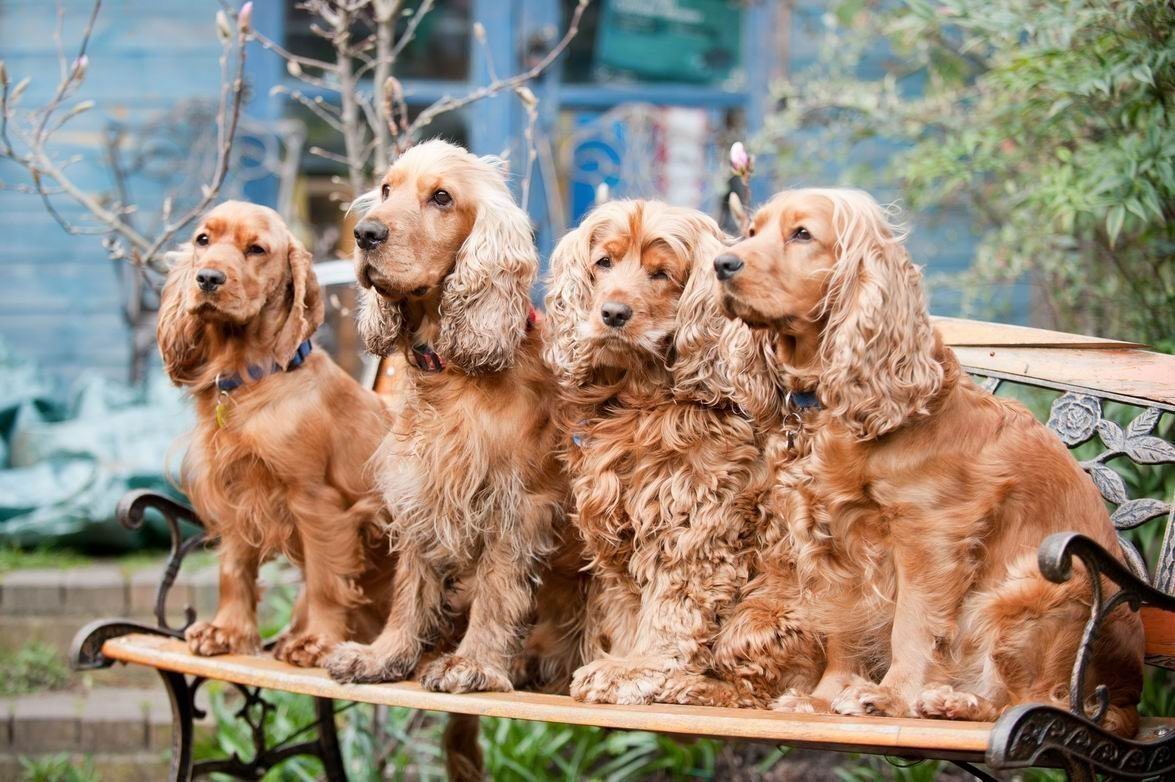 Cocker spaniel inglés