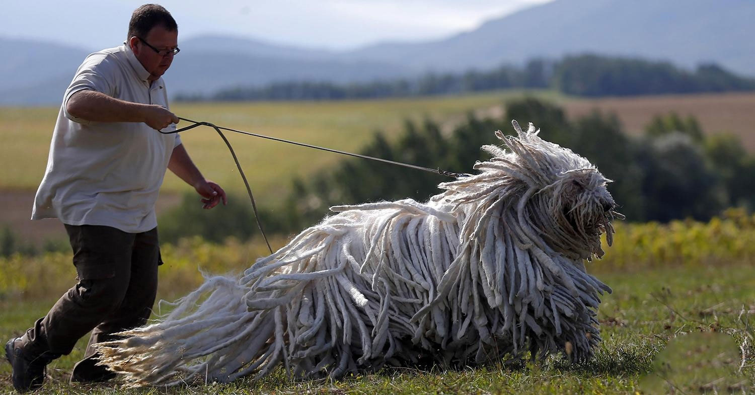 Komondor (Pastor húngaro)