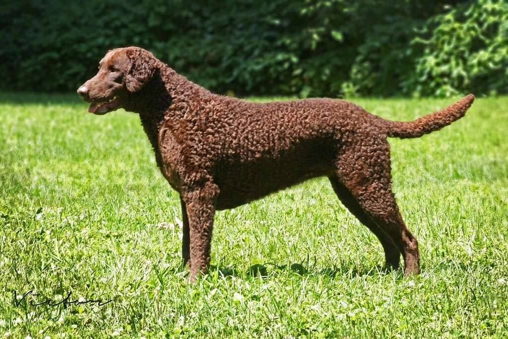 Curly (Retriever de pelo rizado)