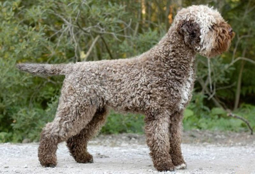 Lagotto romagnolo