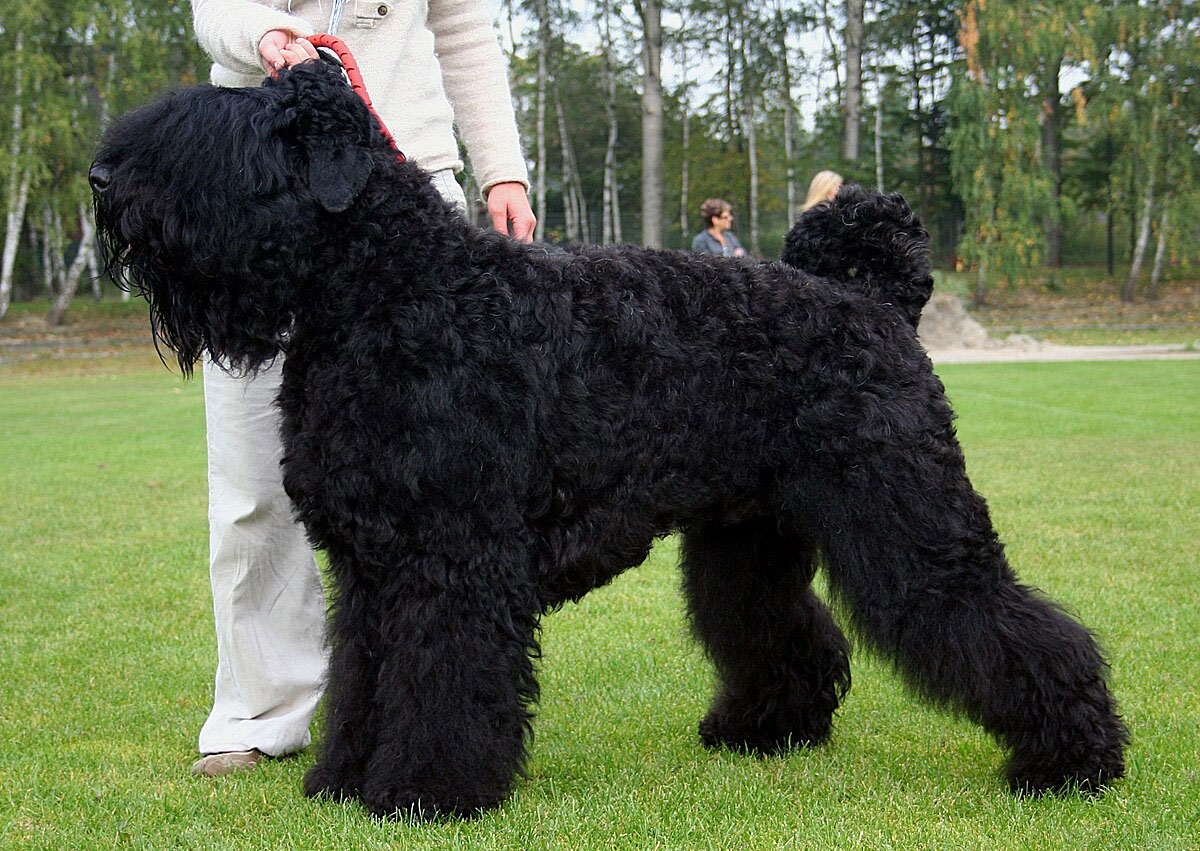 Terrier negro ruso
