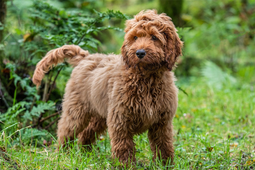 Cockapoo