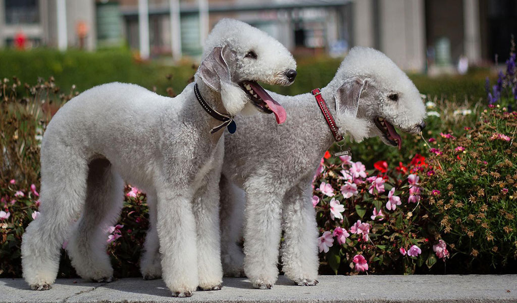 Bedlington terrier
