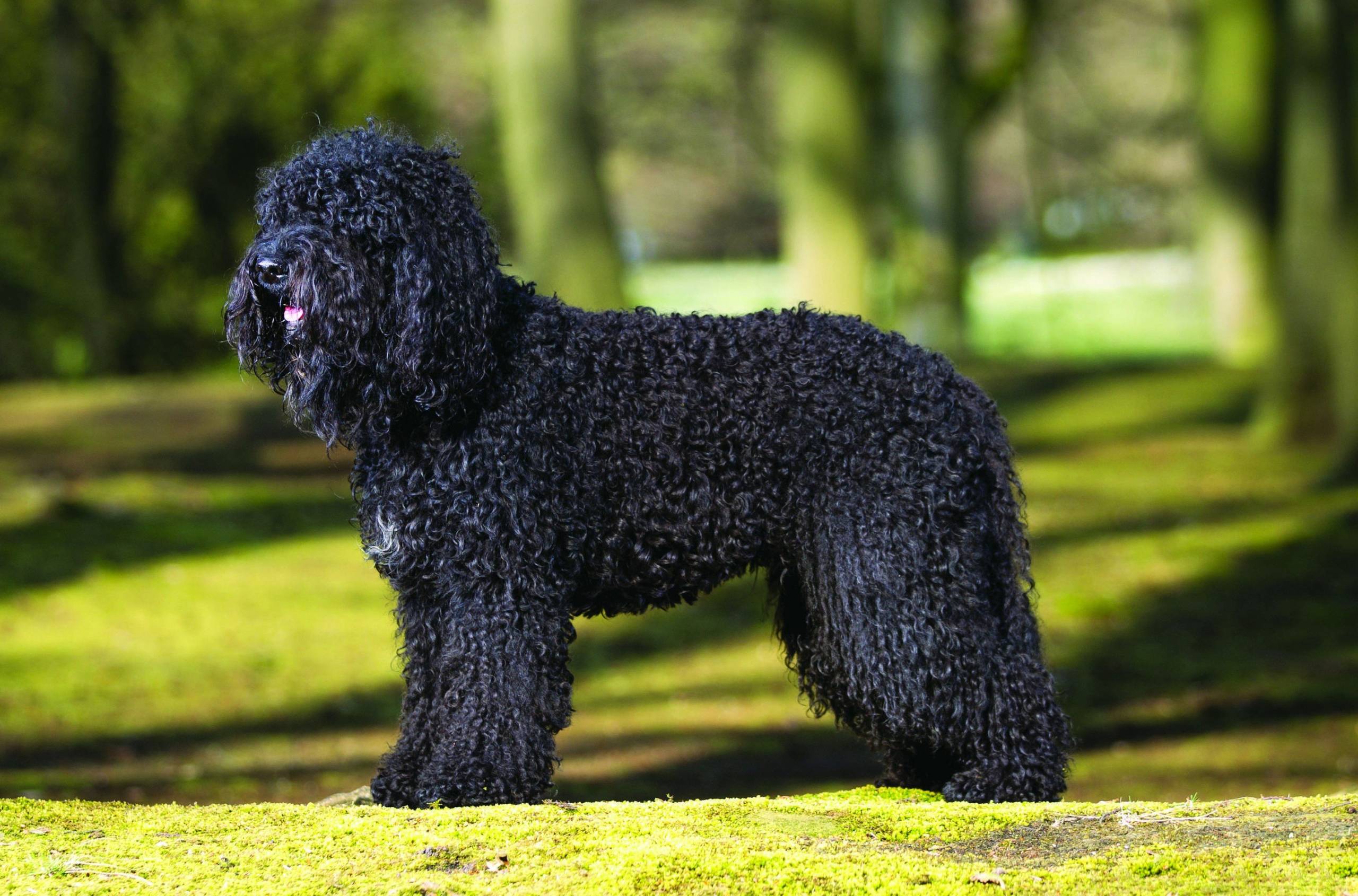 Barbet