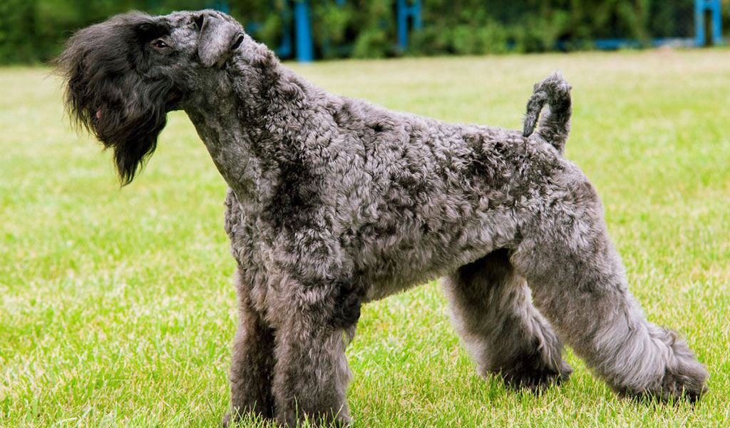 Kerry blue terrier