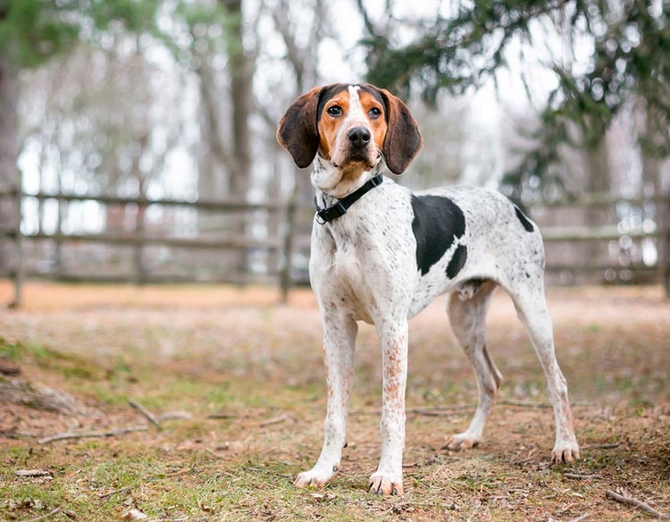 perro de raza coonhound