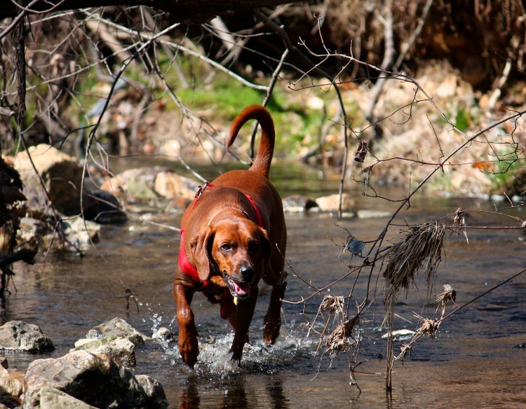 Caza con Coonhound