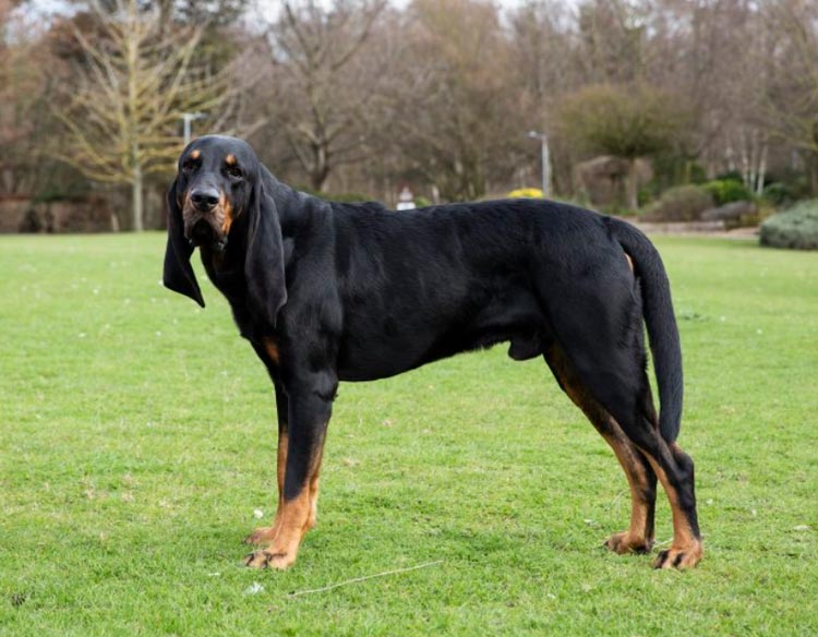 características del coonhound