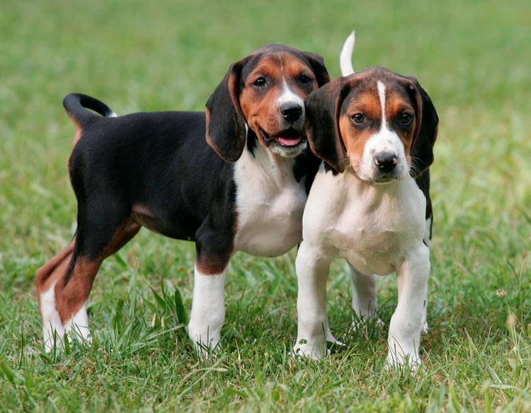 cachorros de coonhound