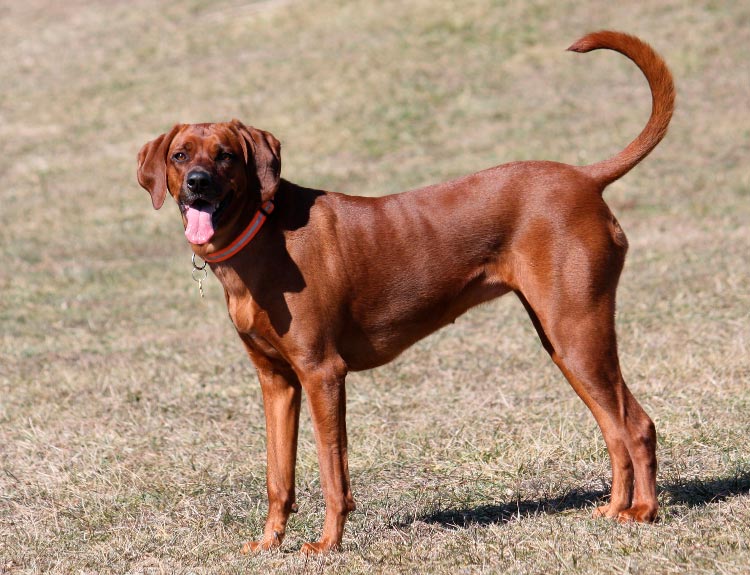 Coonhound rojo