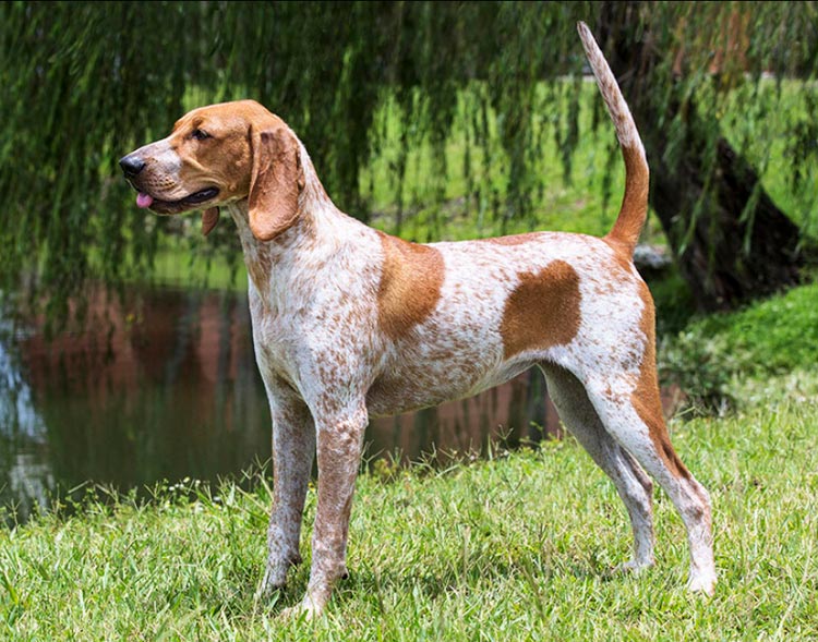 coonhound inglés americano