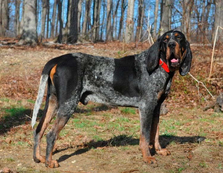 coonhound azul moteado