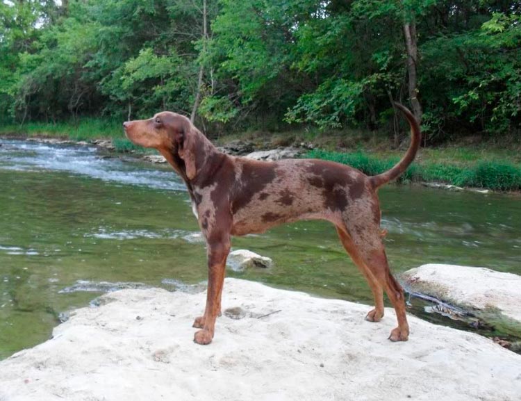 Catahoula Leopard Hound
