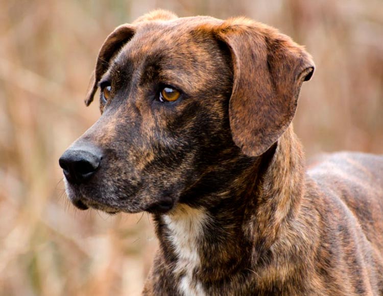coonhound de Plott