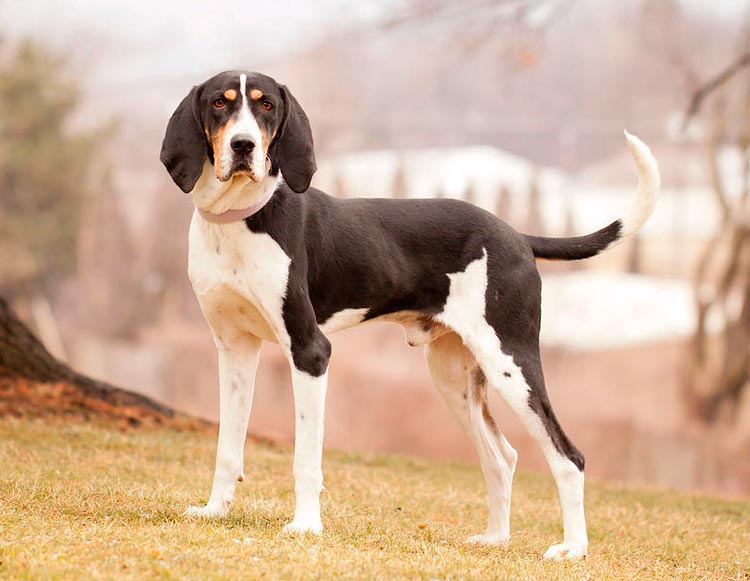 Coonhound de árbol