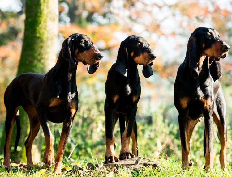 coonhound negro y fuego