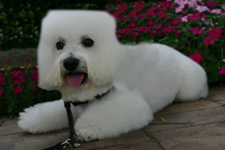 Corte cuadrado para perros