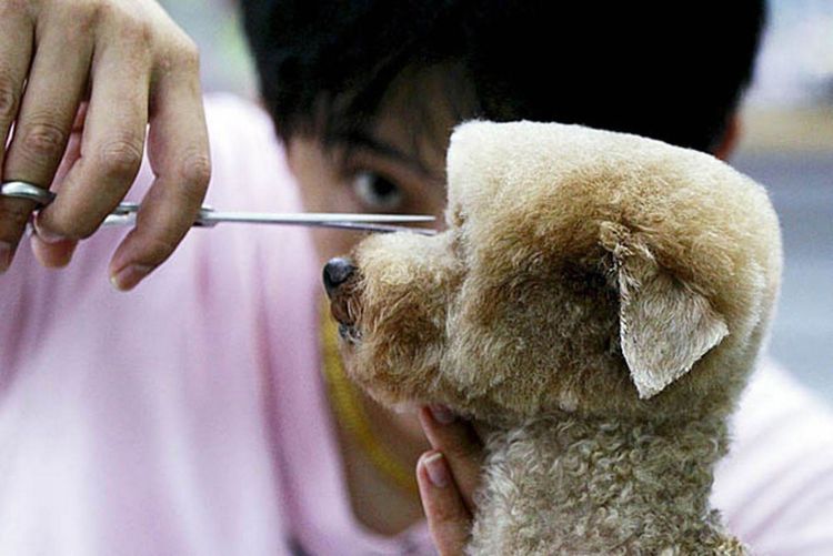 A un perro le hacen un corte cuadrado