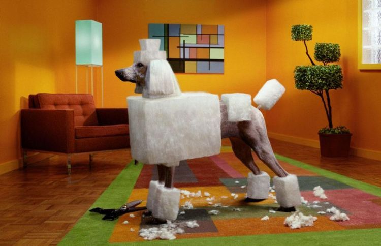 Foto de un perro con corte cuadrado