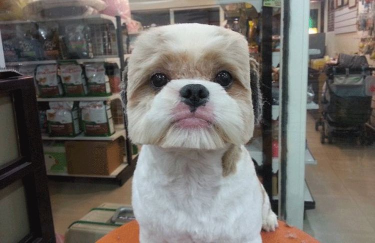 El perro tiene un corte cuadrado
