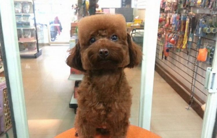 A un perro le hacen un corte cuadrado
