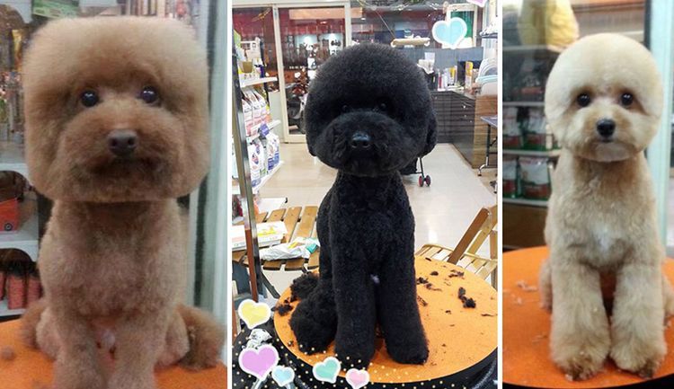Perro con corte cuadrado