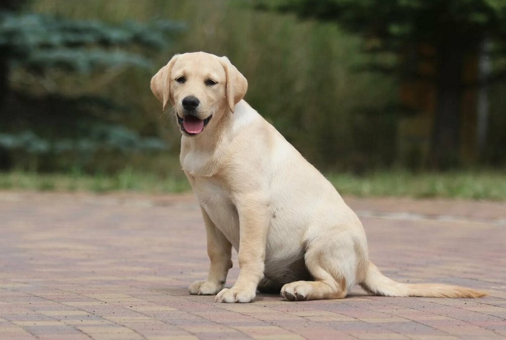 Labrador