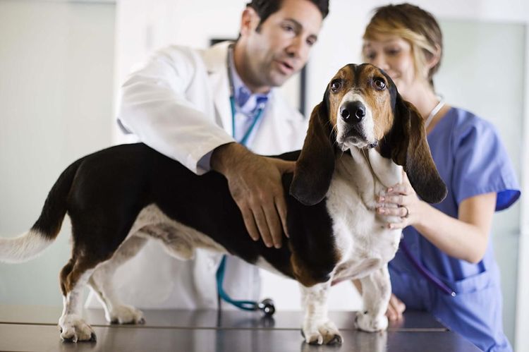 Examen neurológico del perro
