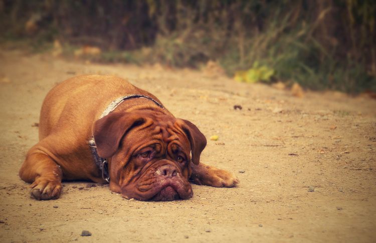 Hernia discal en perros