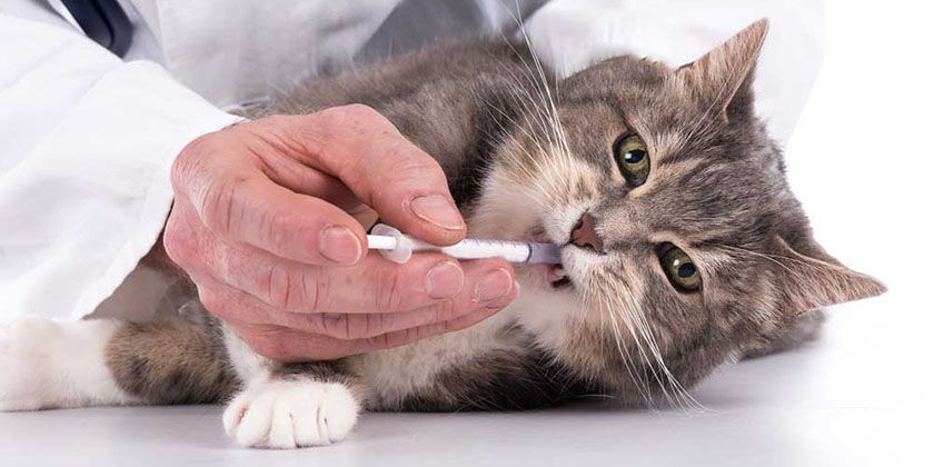 Micoplasmosis en gatos: síntomas y tratamiento