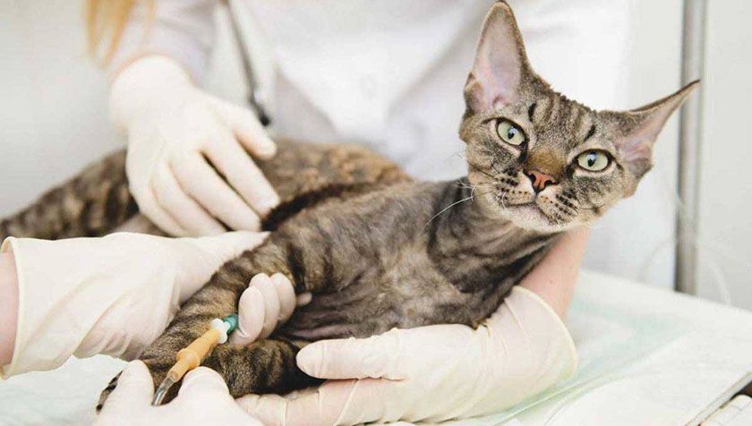 Análisis del gato