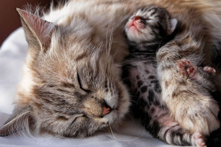 Gata con gatito