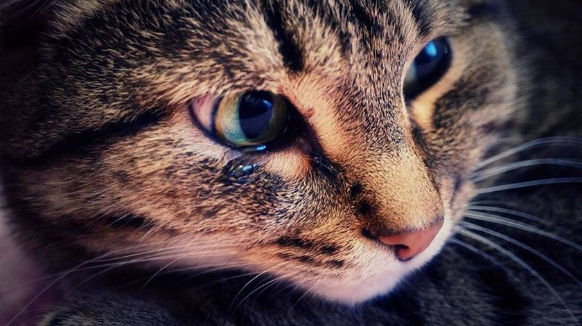 Gato enfermo