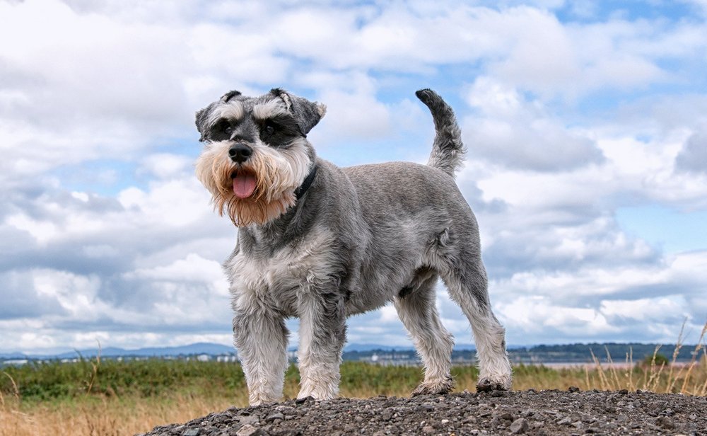 Mittelschnauzer