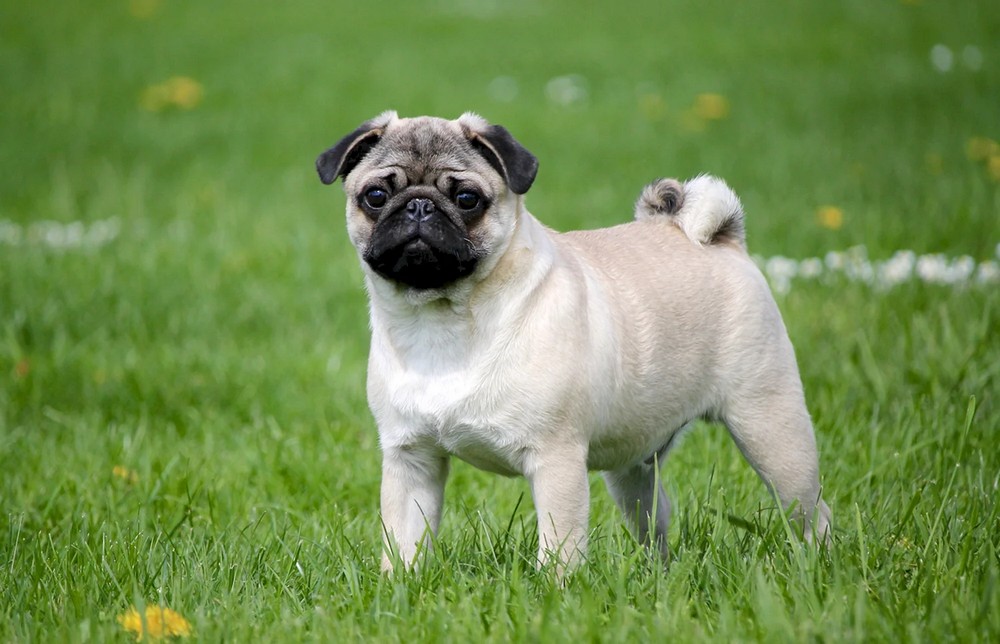 Pug