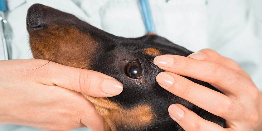Alergia en el perro