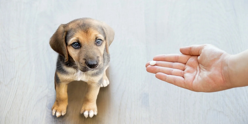 Comprimido de Suprastin para un cachorro