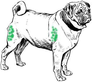 Cómo inyectar Suprastín a un perro por vía intramuscular