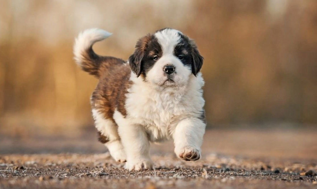 Cachorro de San Bernardo